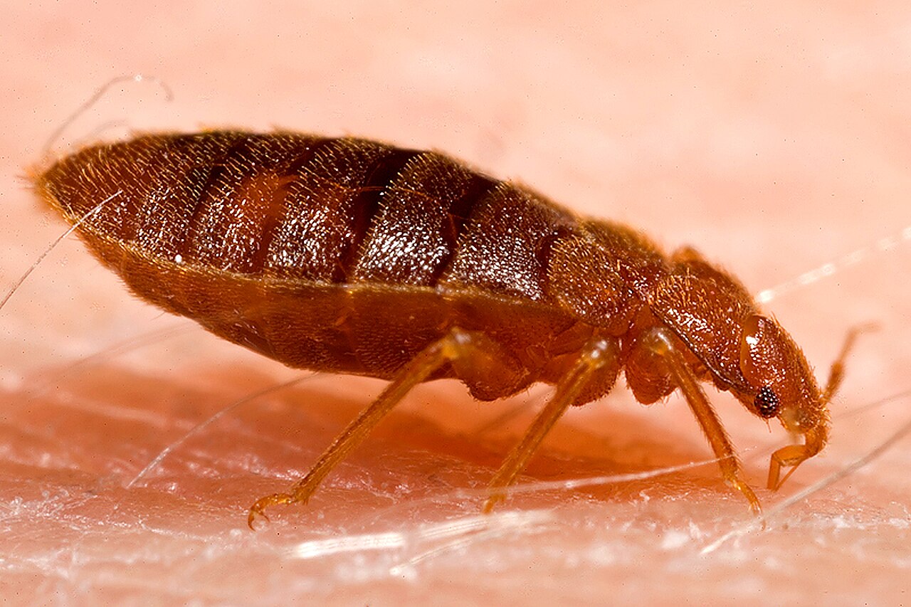 Bed Bug or Baby Cockroach? How to Tell Them Apart