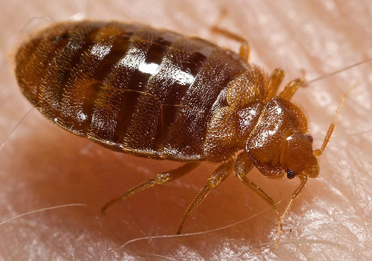 What a Bed Bug Looks Like