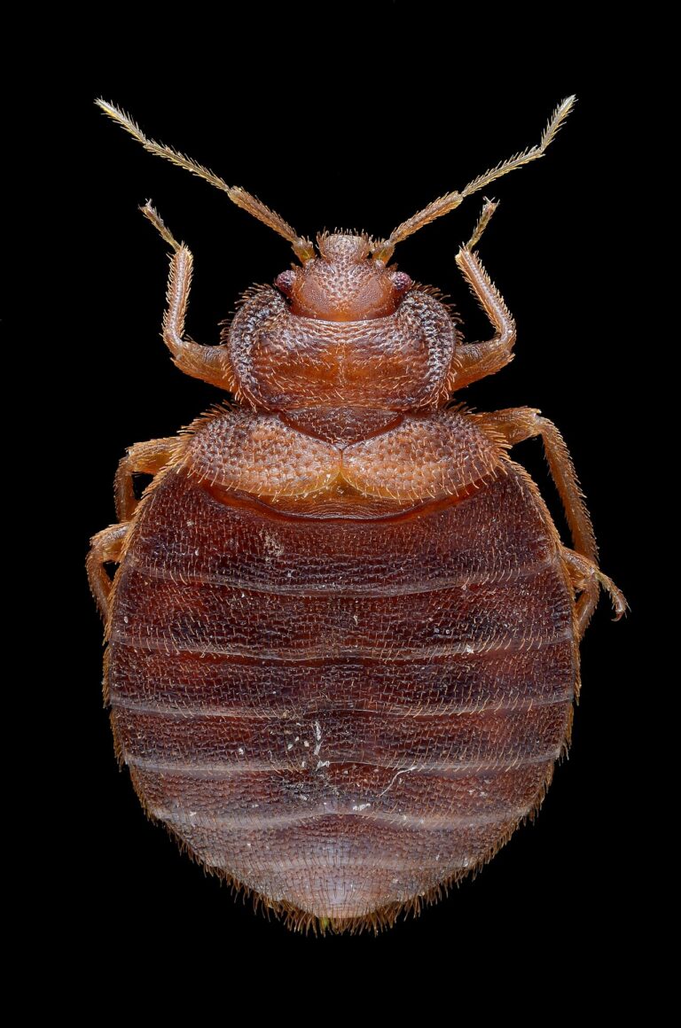 Bed Bug Poop: What It Looks Like and the Smear Test