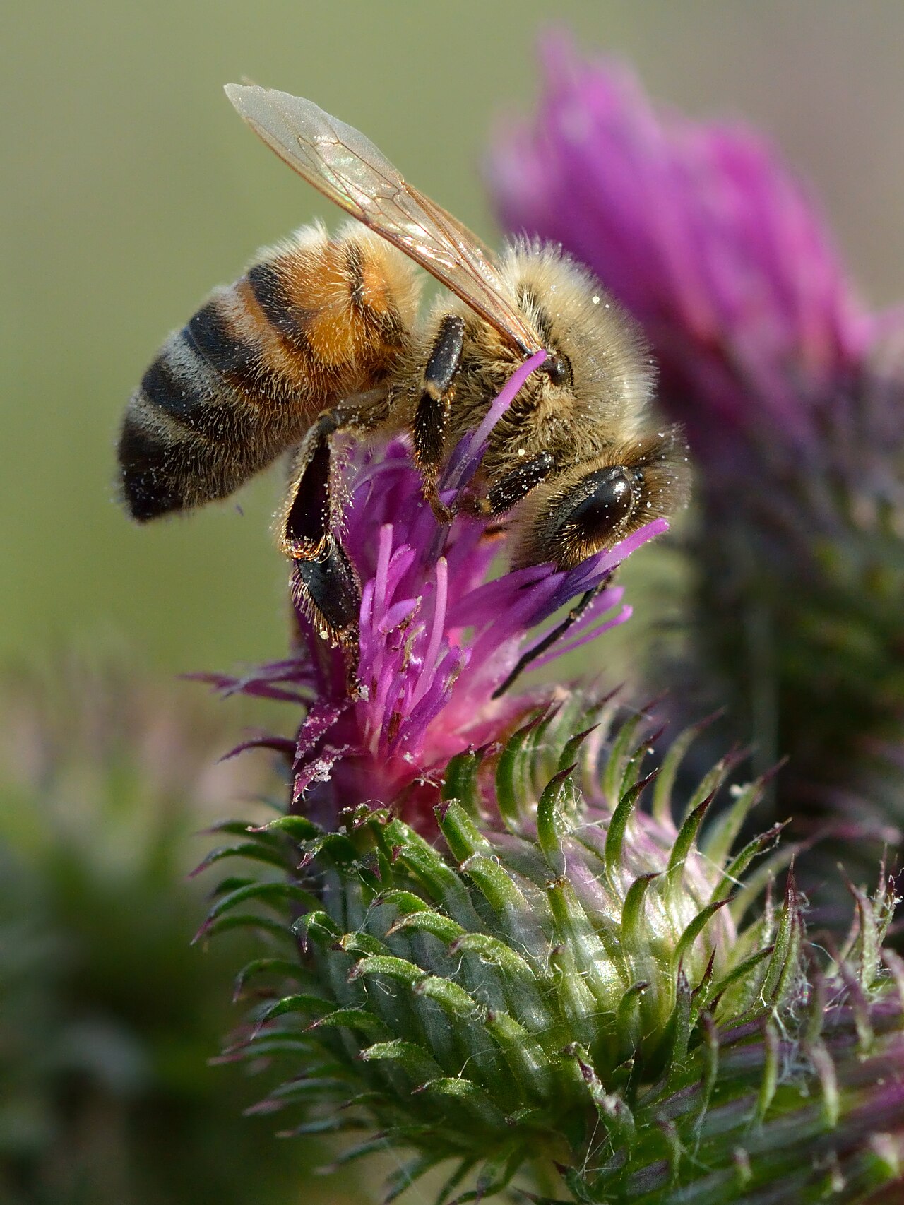 Bee Tattoo Meaning: Community, Hard Work, and Designs