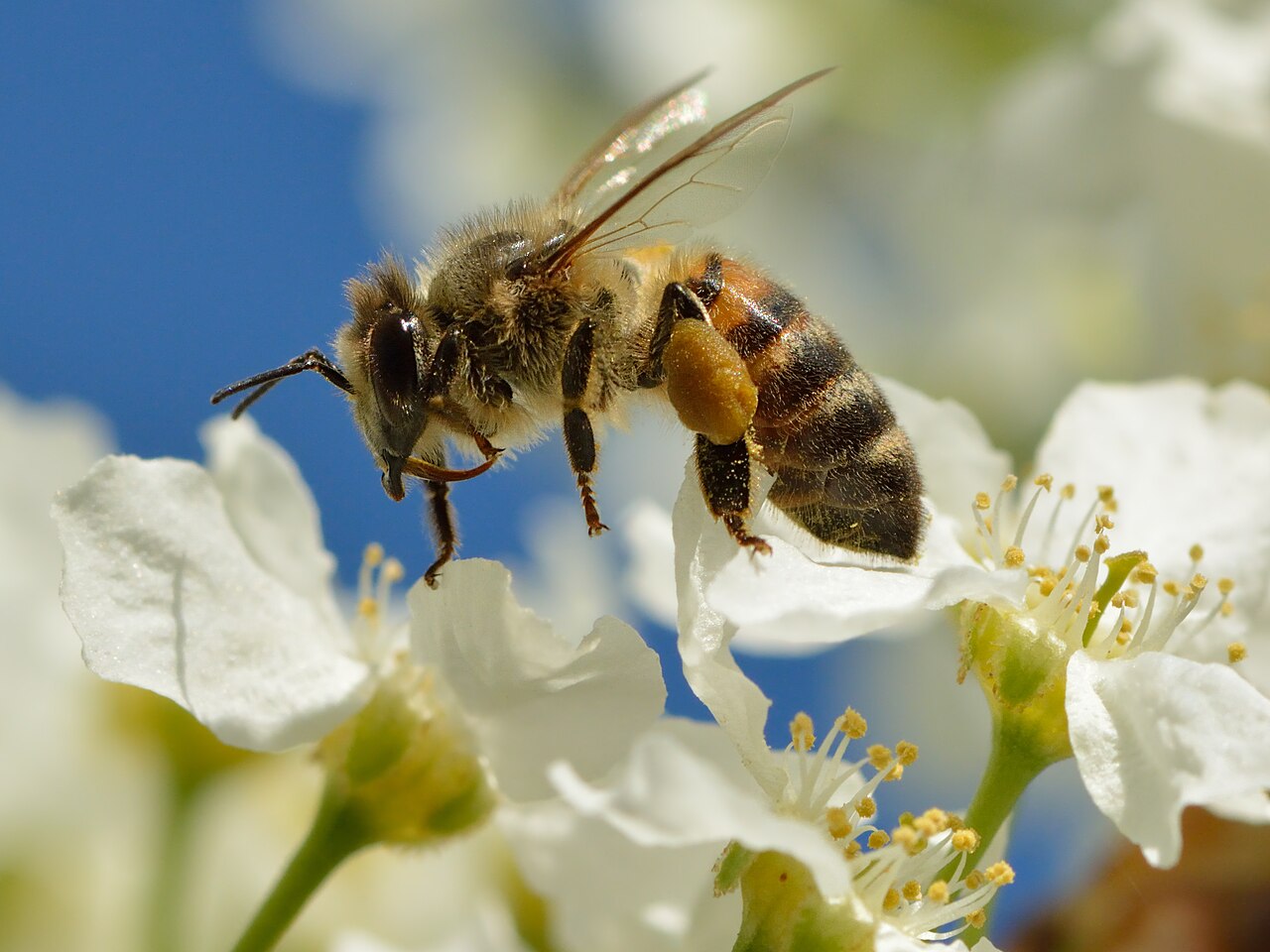 Bee Tattoo Meaning for Women