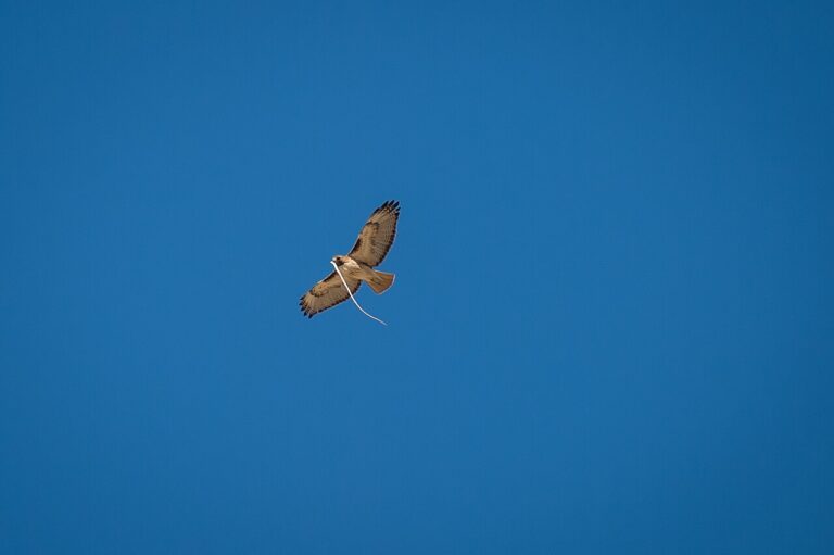 Birds That Eat Snakes: 12 Snake-Hunting Species