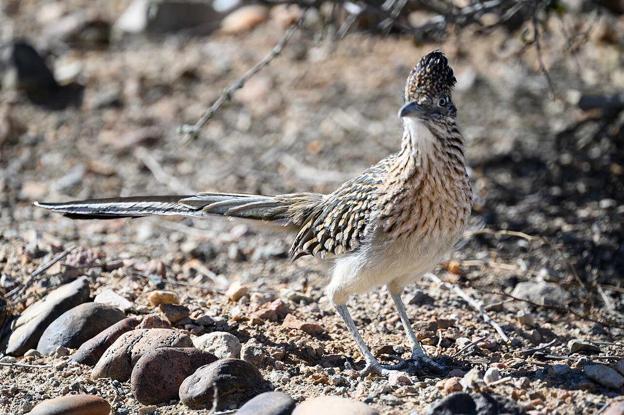 Greater roadrunner, a famous snake-hunting bird