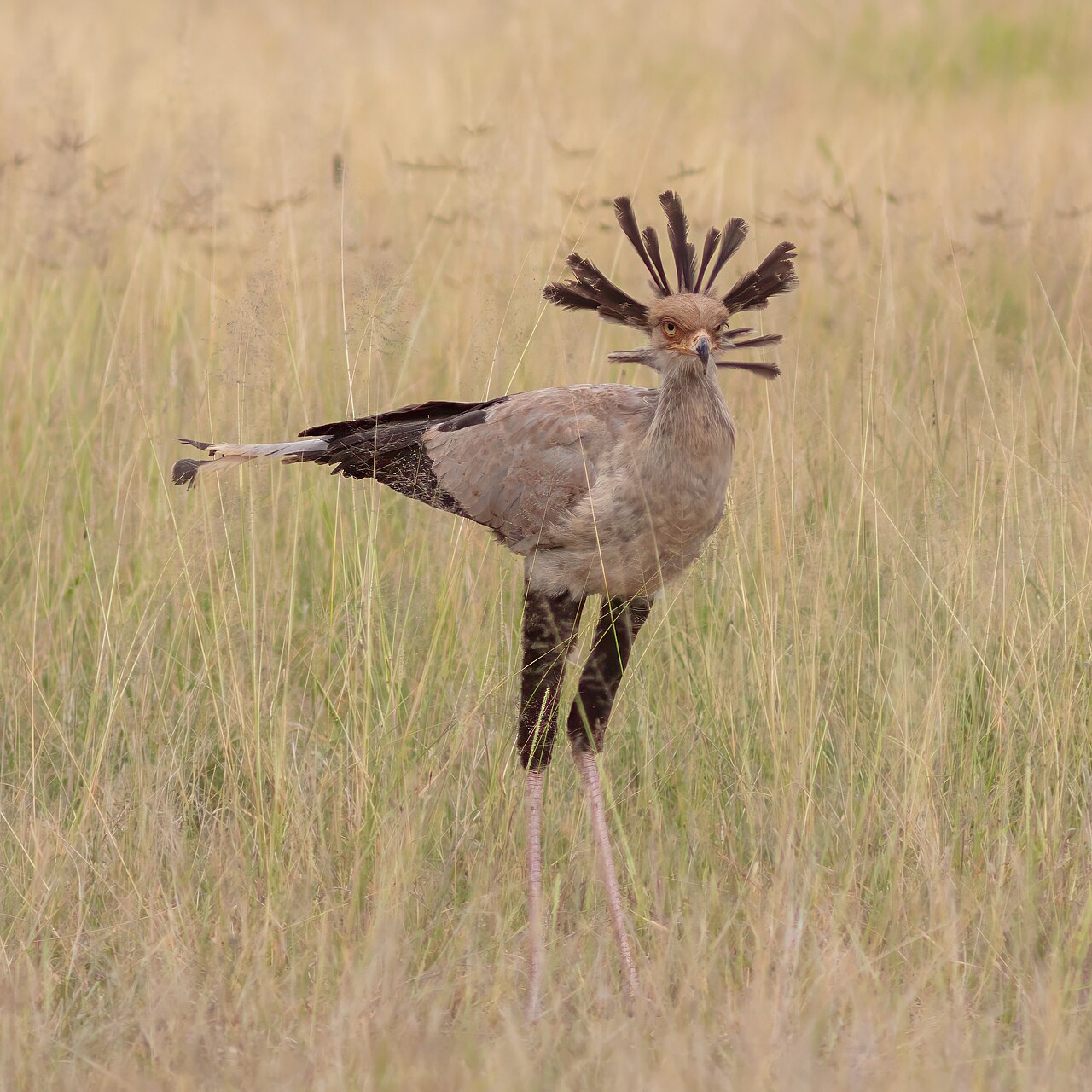Secretary bird, the world's most specialized snake-hunting bird