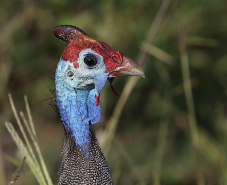 Birds That Eat Ticks: What Actually Works (and What Doesn’t)