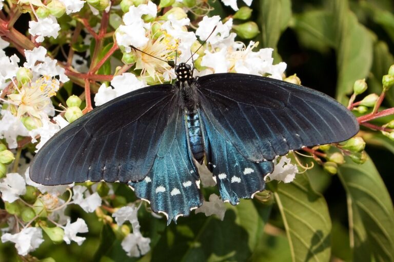 Black and Blue Butterfly: The Pipevine Swallowtail Explained