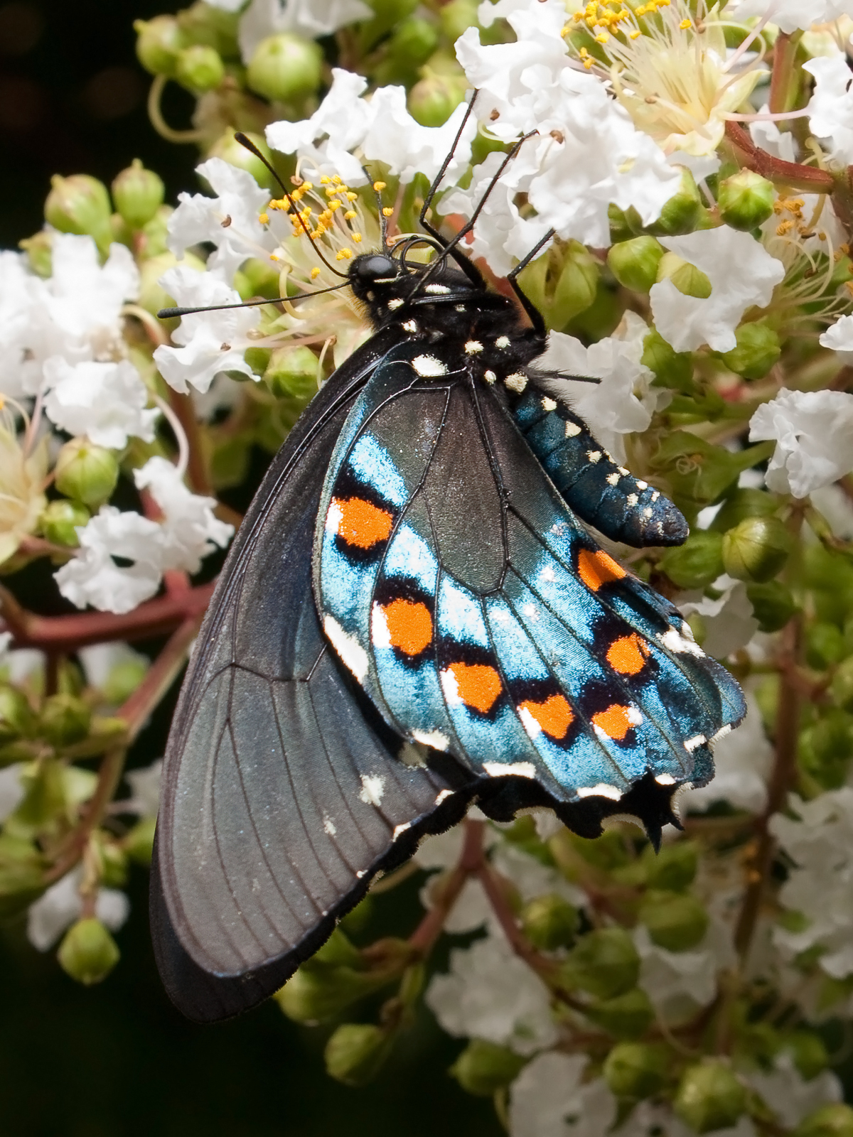 The Mimicry System: Why So Many Butterflies Copy This Pattern