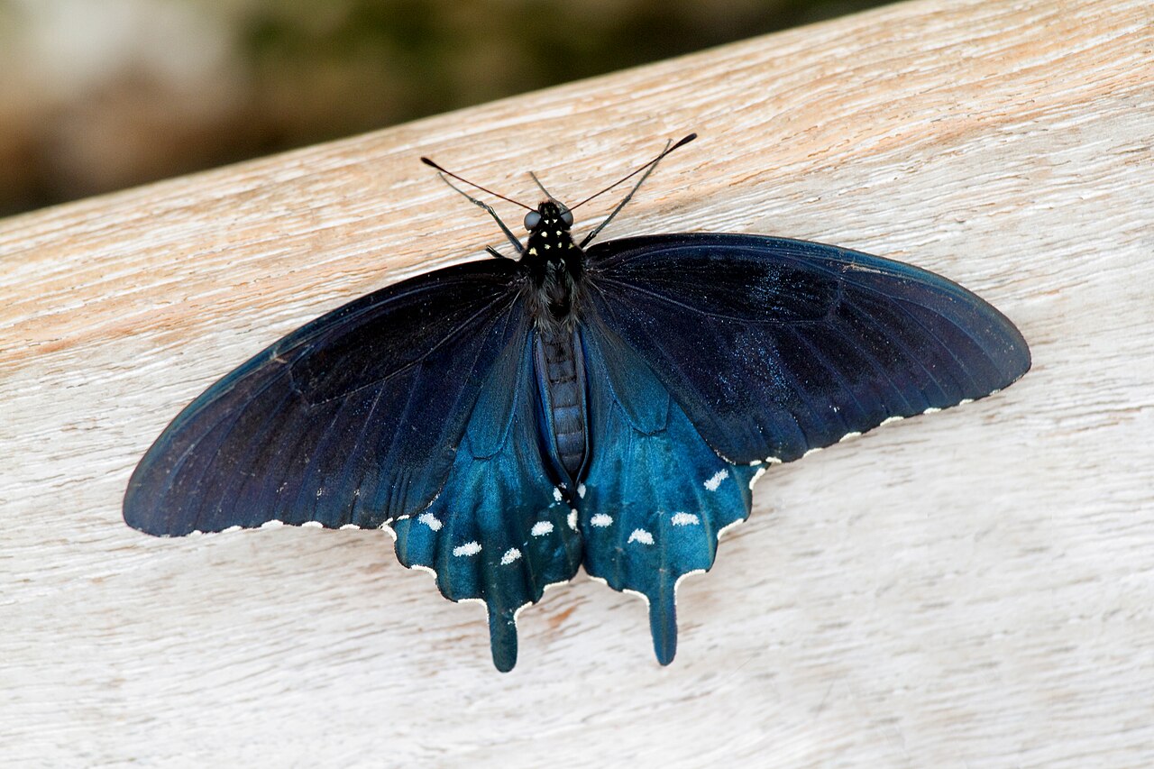 Spicebush Swallowtail: A Close Relative in the Mimicry Complex