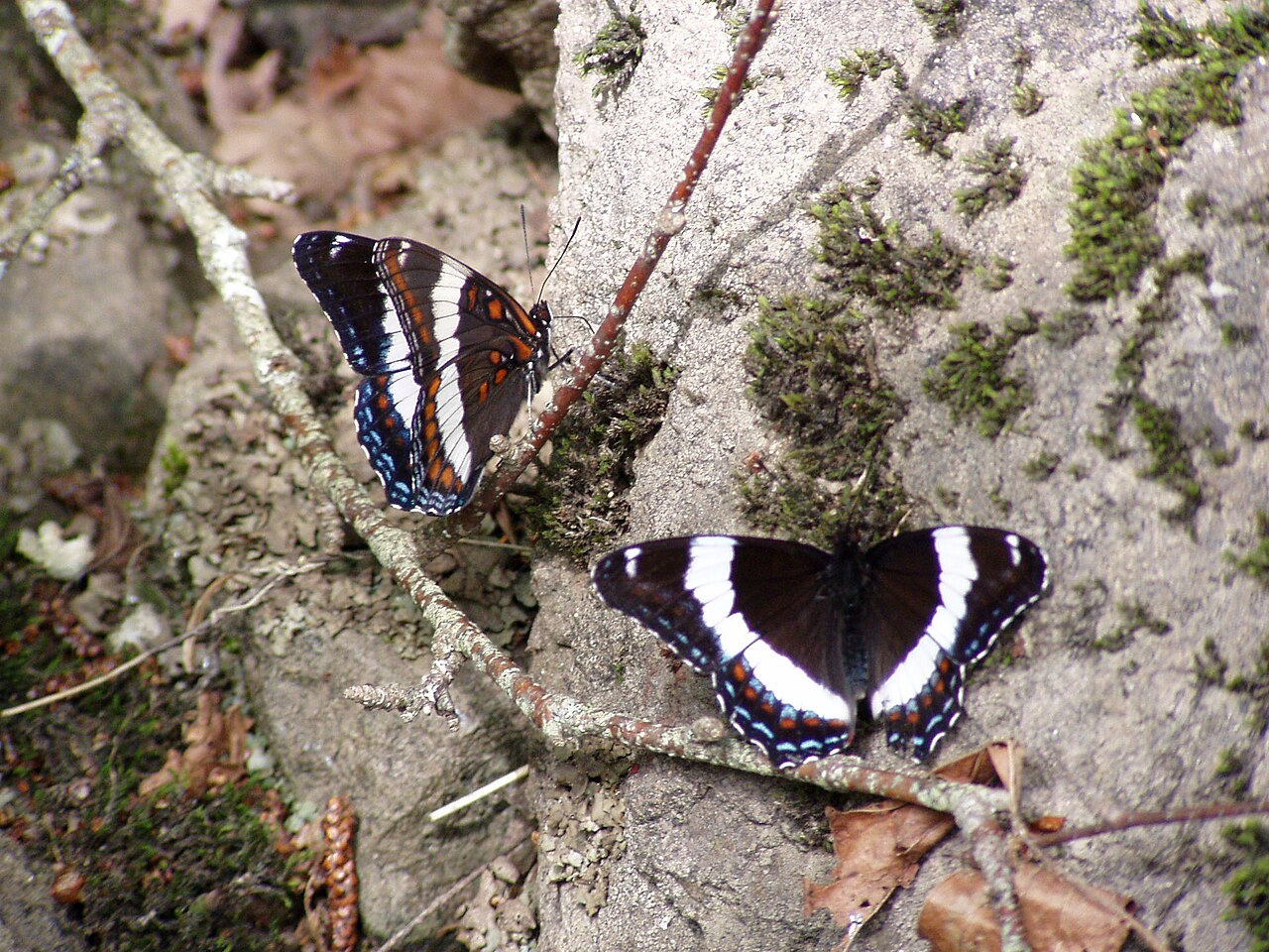 Black and White Butterfly: 5 Species and What They Mean