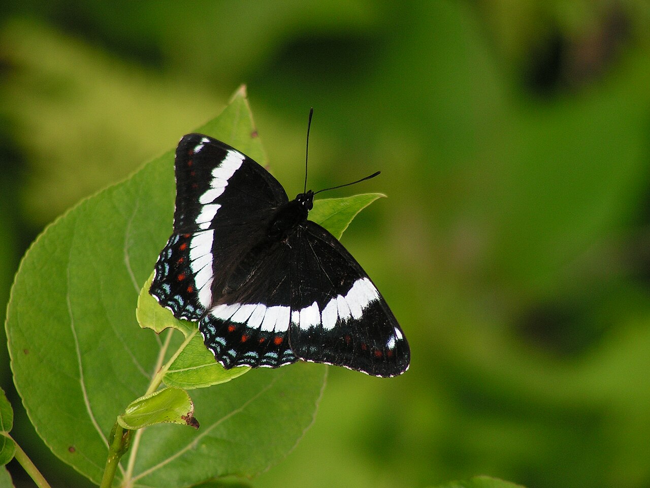 White Admiral: The Banded Beauty