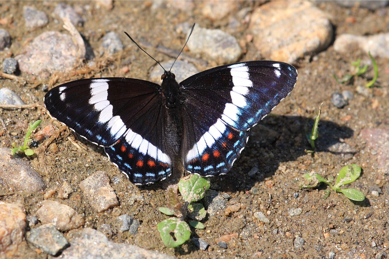 Zebra Longwing: Florida's State Butterfly