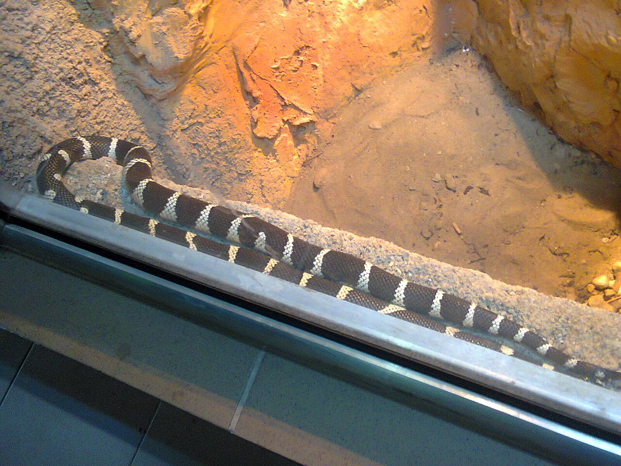 Black and White Snake: Identification Guide by Species