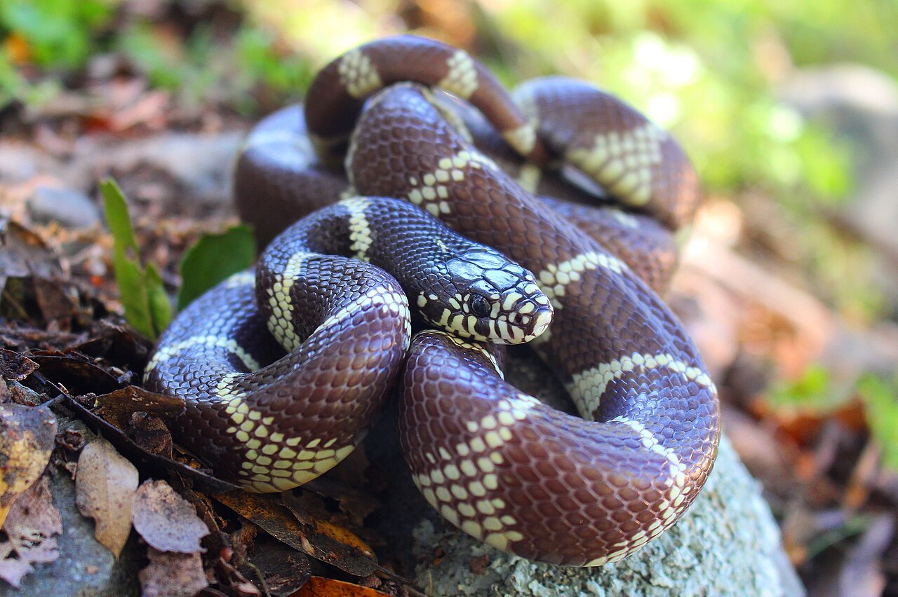 California Kingsnake