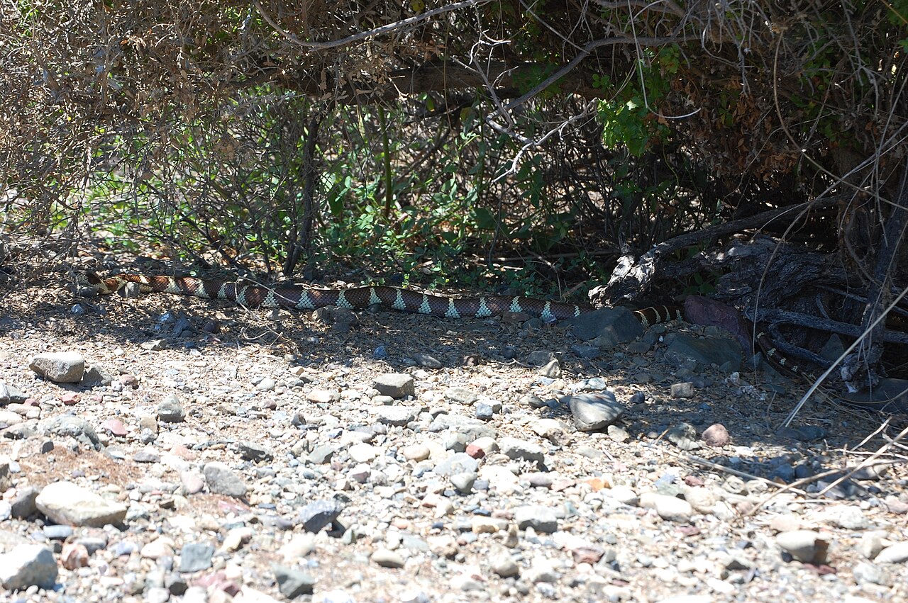 Eastern and Speckled Kingsnakes