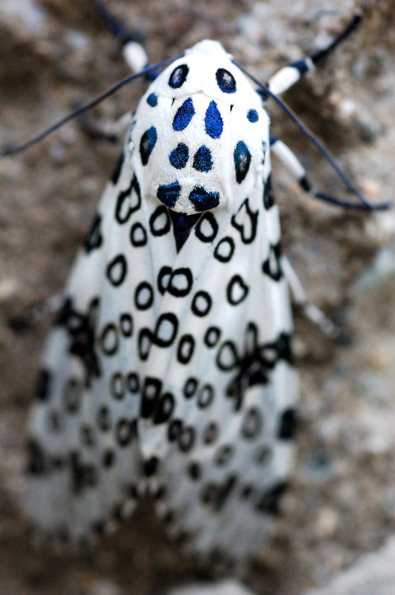 Black Caterpillars With Spines