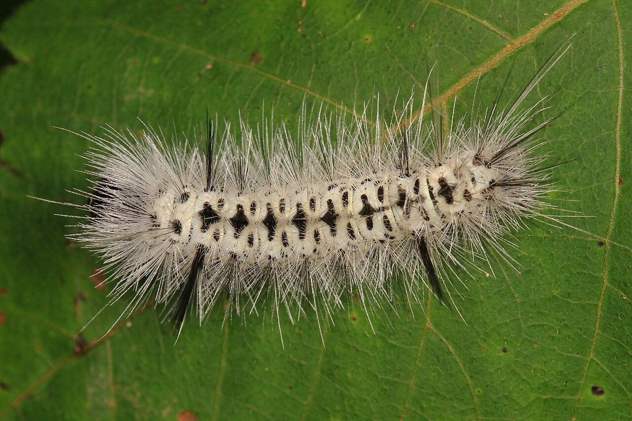 Black With a Brown Band: The Woolly Bear