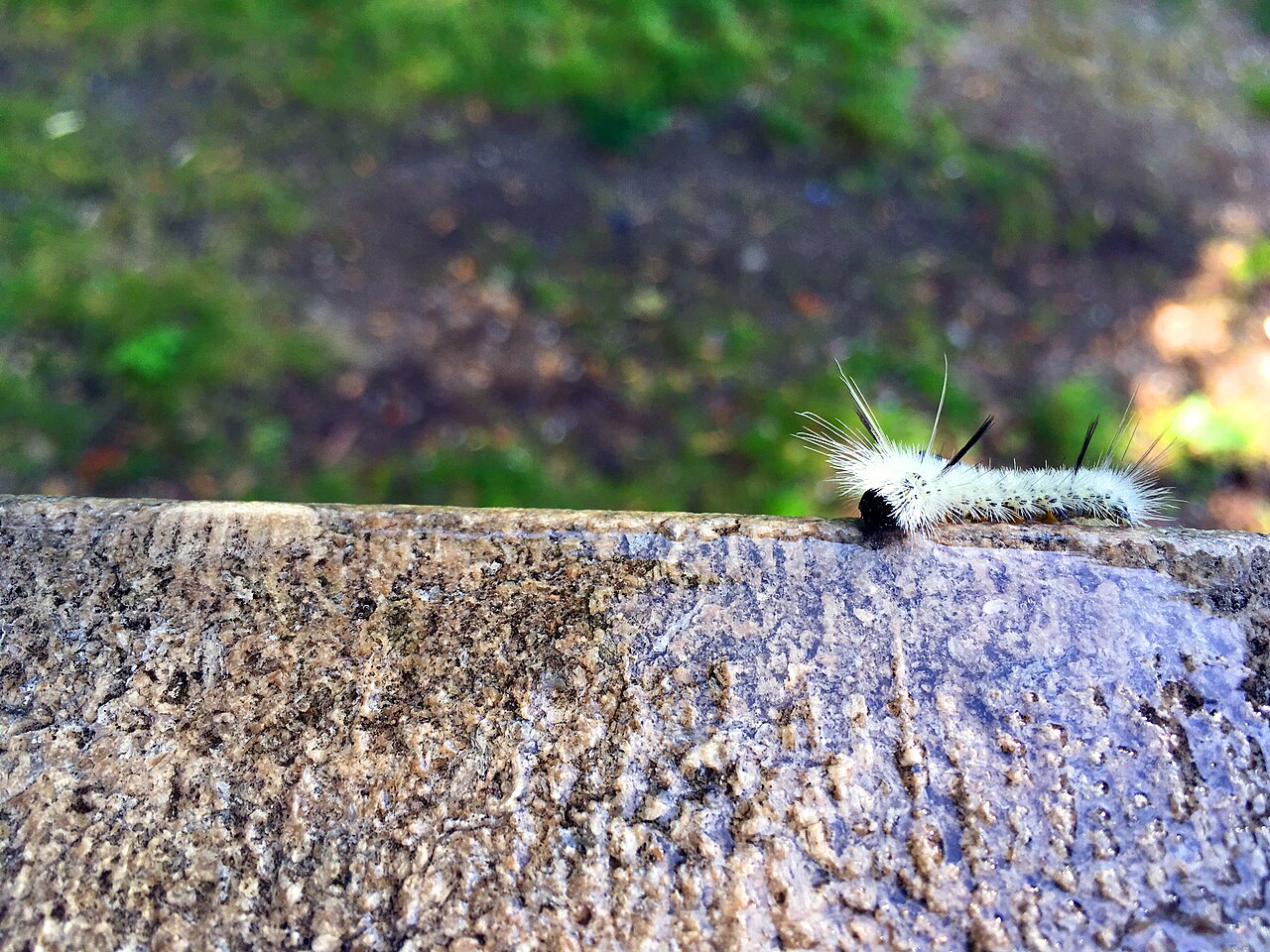 Solid Black With Red Bands: Giant Leopard Moth