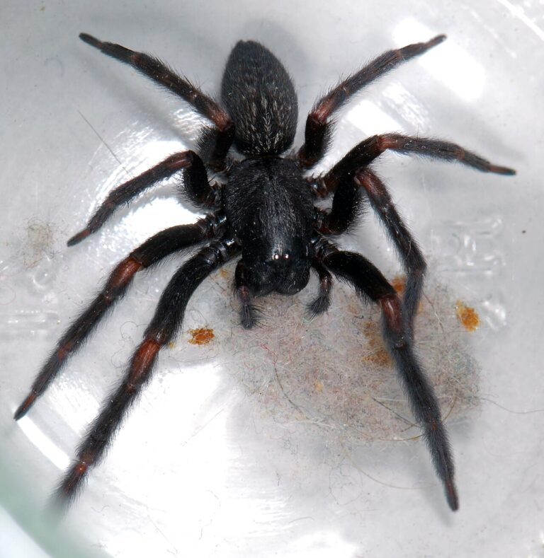 Black House Spider: ID, Bite Risk, and Lookalikes