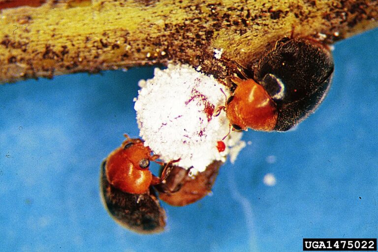 Black Ladybug: What It Actually Is and Why
