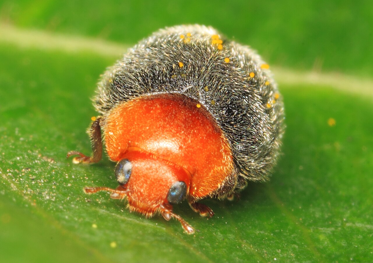The Mealybug Destroyer: A Naturally Black Species
