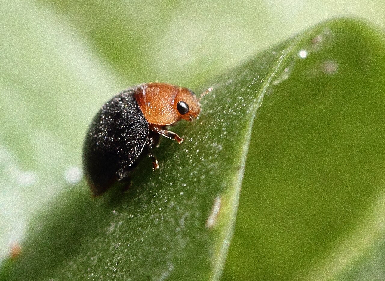 Twice-Stabbed Lady Beetle: Black With Just Two Spots