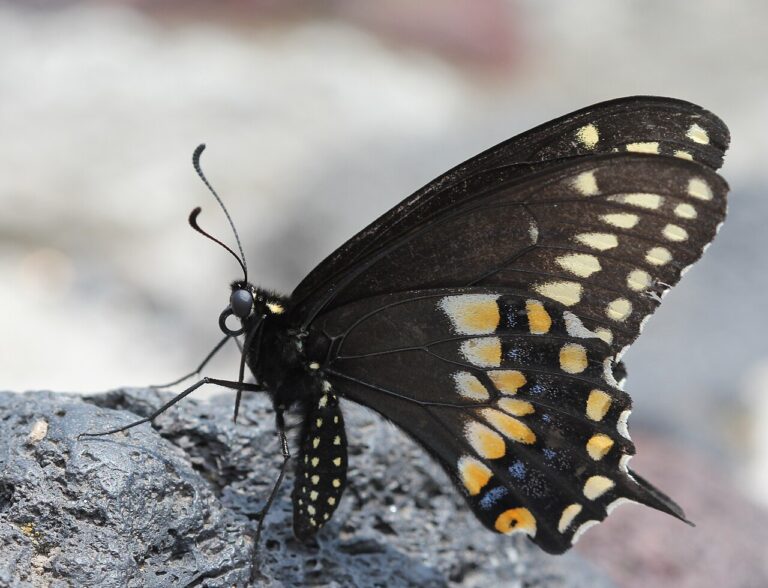 Black Swallowtail Butterfly: Identification and Host Plants