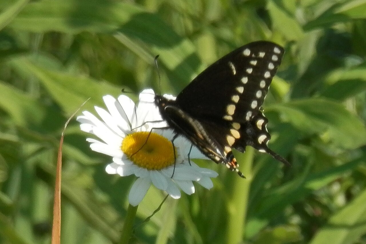 Host Plants: A Genuine Garden Connection