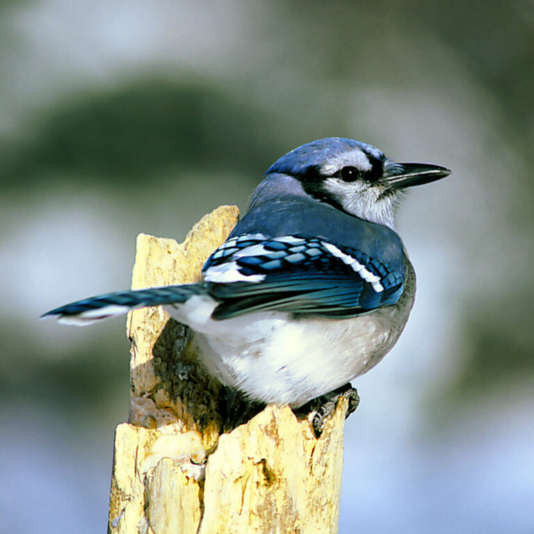Blue Jay Sounds: The Hawk Mimicry and Every Call Explained