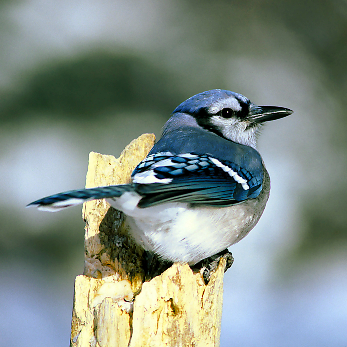 Blue Jay Sounds: The Hawk Mimicry and Every Call Explained