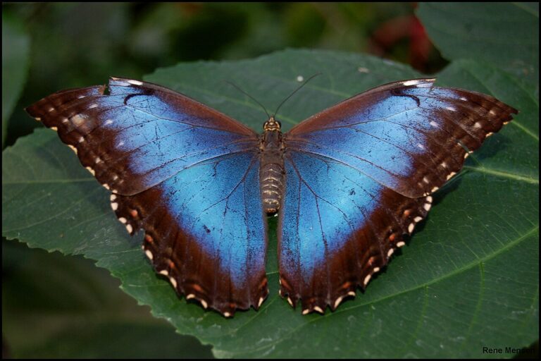 Blue Morpho Butterfly: The Science Behind Its Brilliant Blue