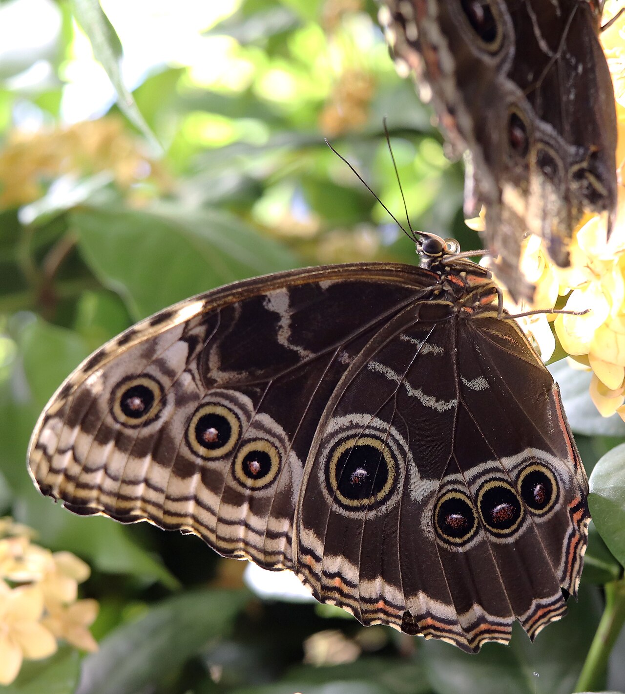 The Camouflage Secret: What Happens When Wings Close