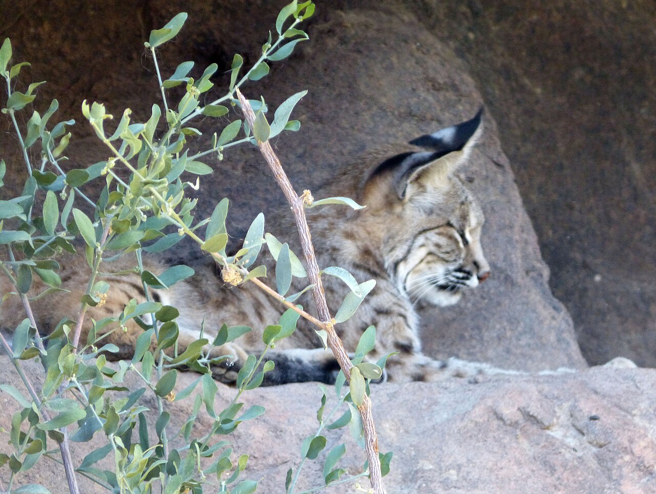 Bobcat Sounds: The Winter Scream and Every Call Explained