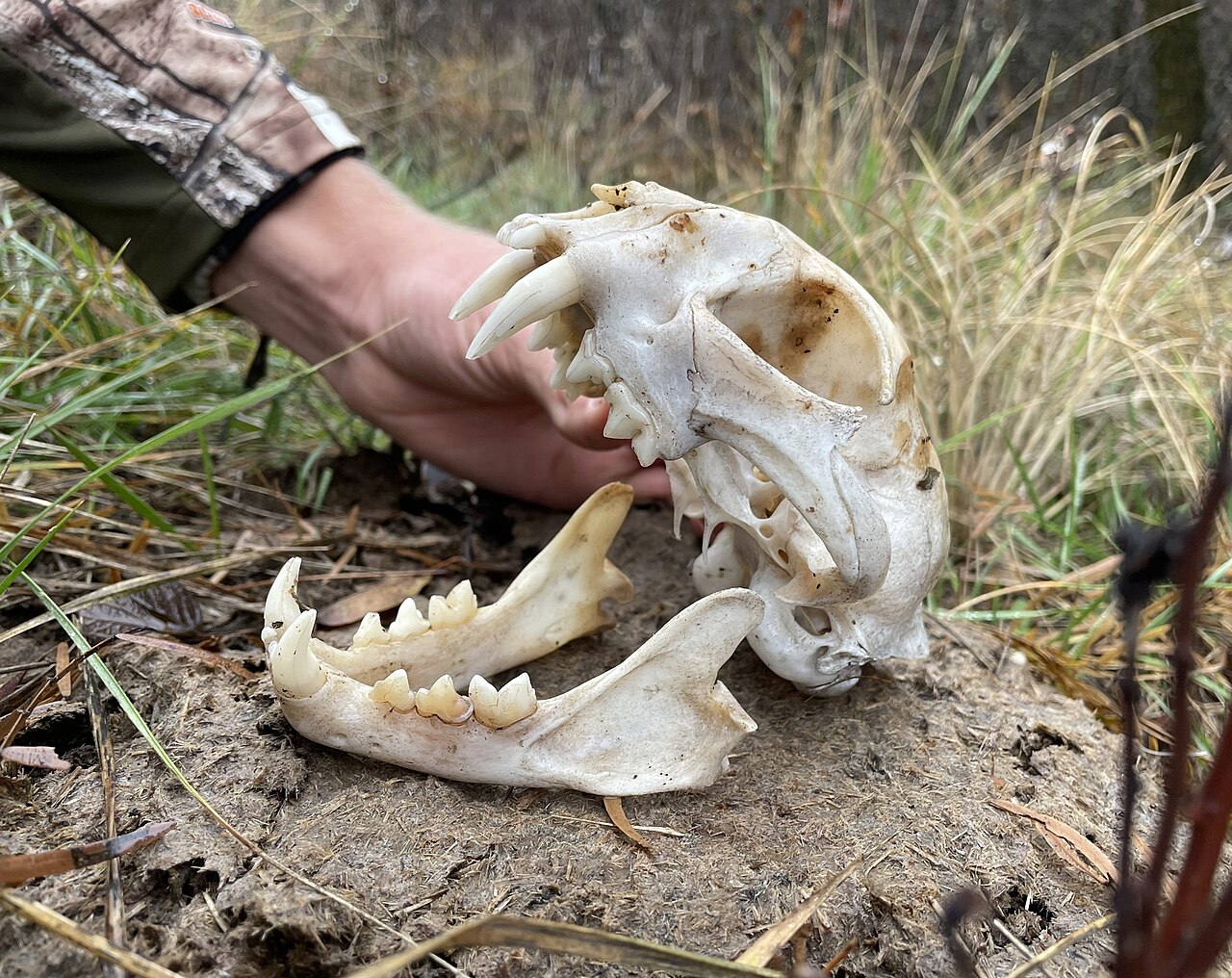 Growls, Hisses, and the Close-Range Warning System