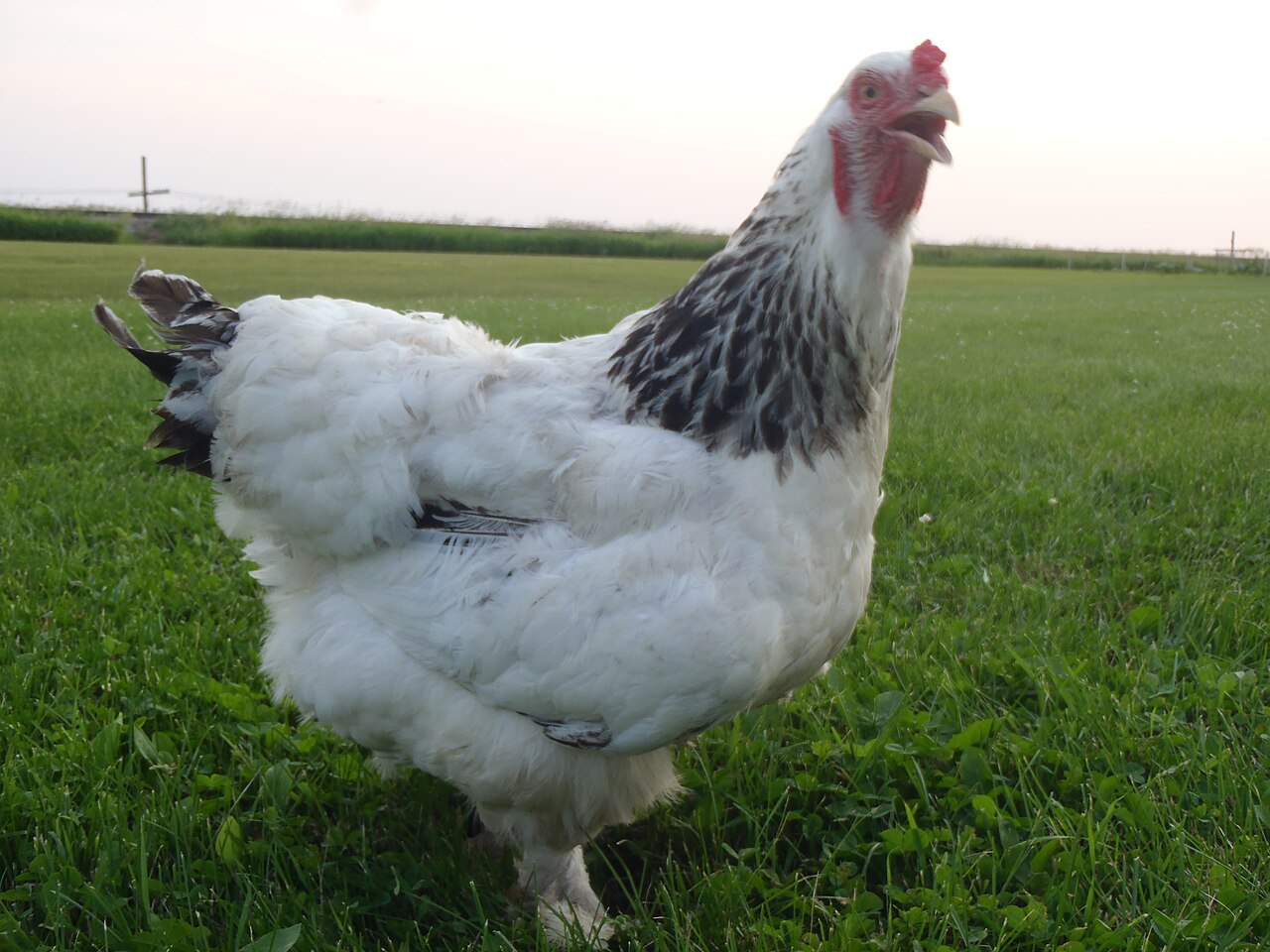 Brahma Chicken: Size, Varieties, and Keeping a Giant