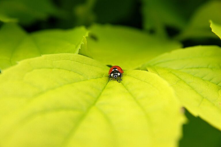 Brown Ladybug: Aging, Genuine Species, or a Lookalike