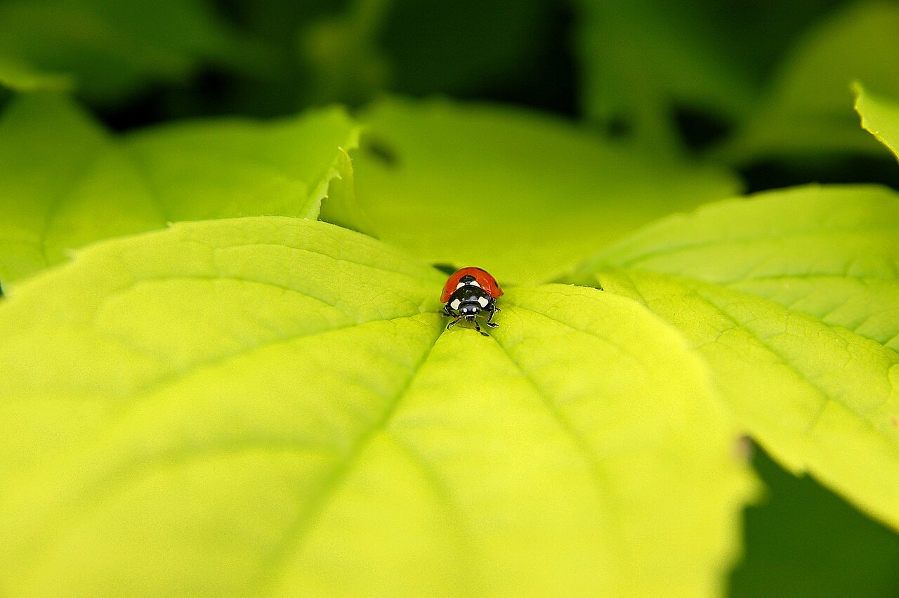 Brown Ladybug: Aging, Genuine Species, or a Lookalike