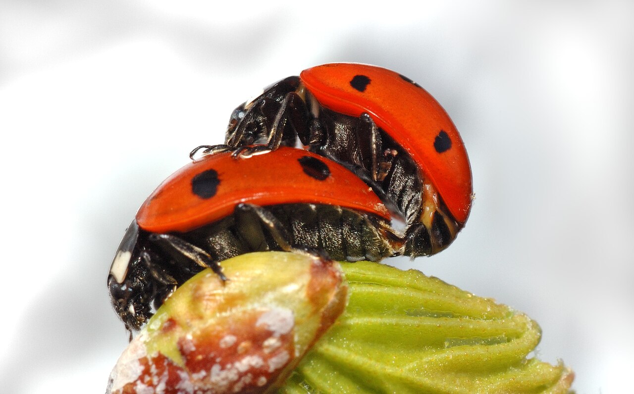 Newly Emerged Adults: Another Source of Unusual Coloration