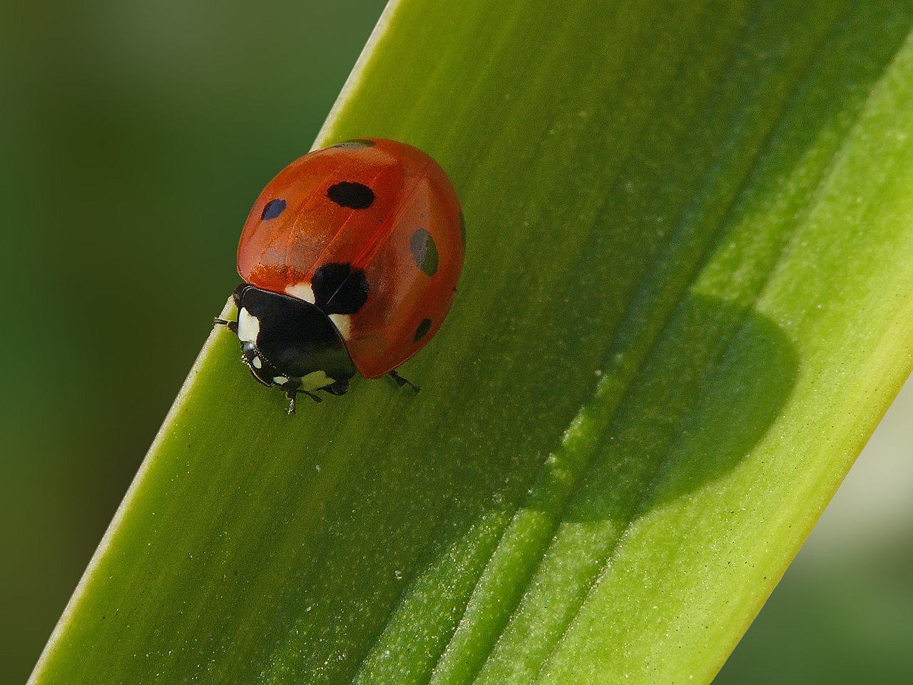 Genuinely Brown Lady Beetle Species