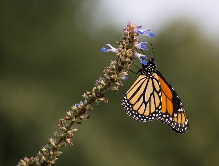 Butterfly Lands on You Meaning: Spiritual Symbolism Explained