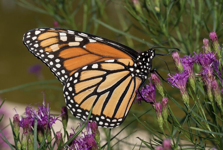 Butterfly Tattoo Meaning: Colors, Species, and Designs Explained