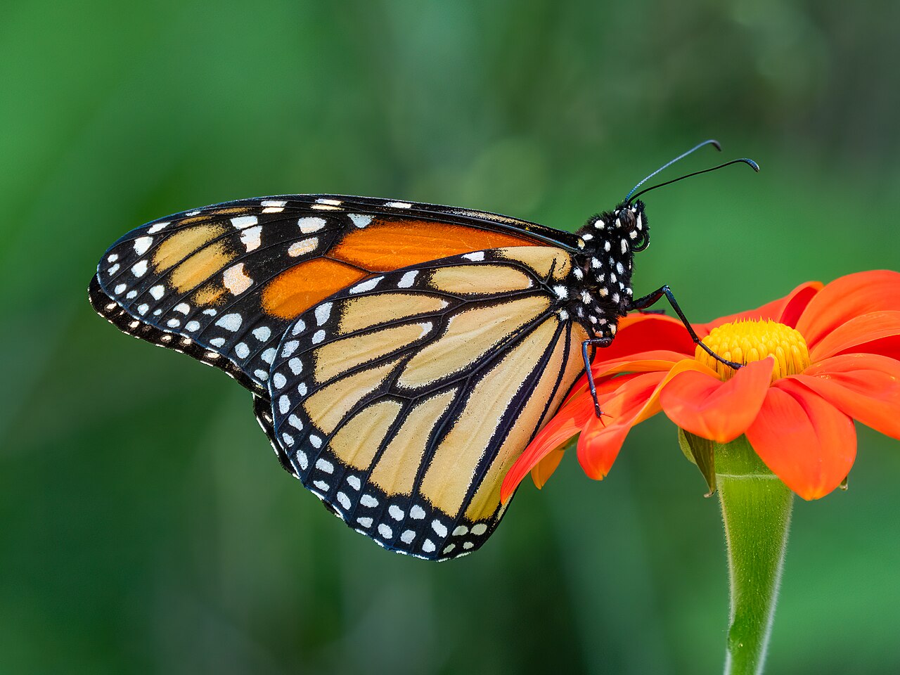 Butterfly Tattoo Meaning by Color