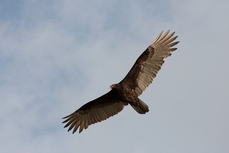 Buzzard vs Vulture: Why the Answer Depends on Where You Are