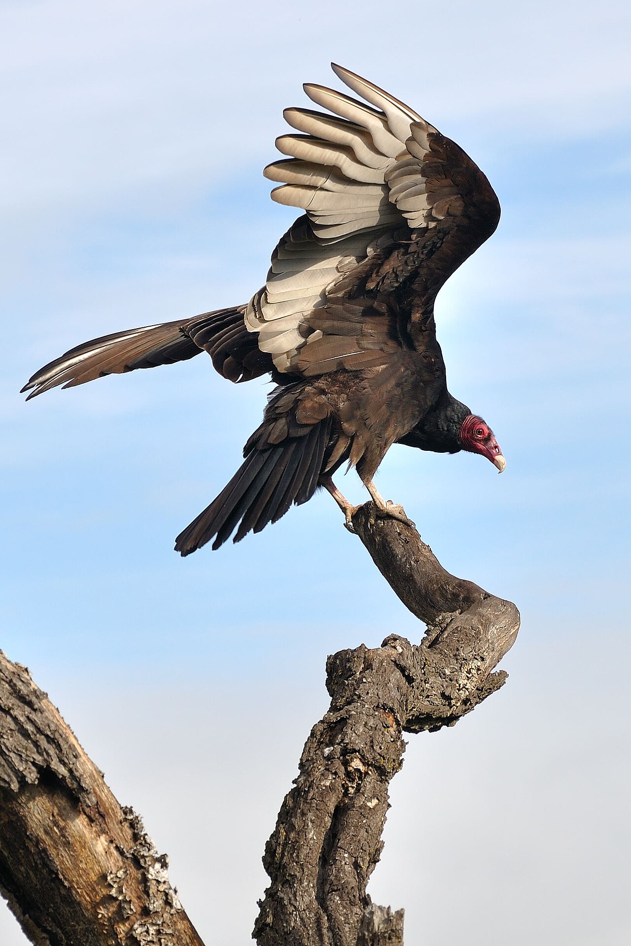What a Buzzard Is in Europe