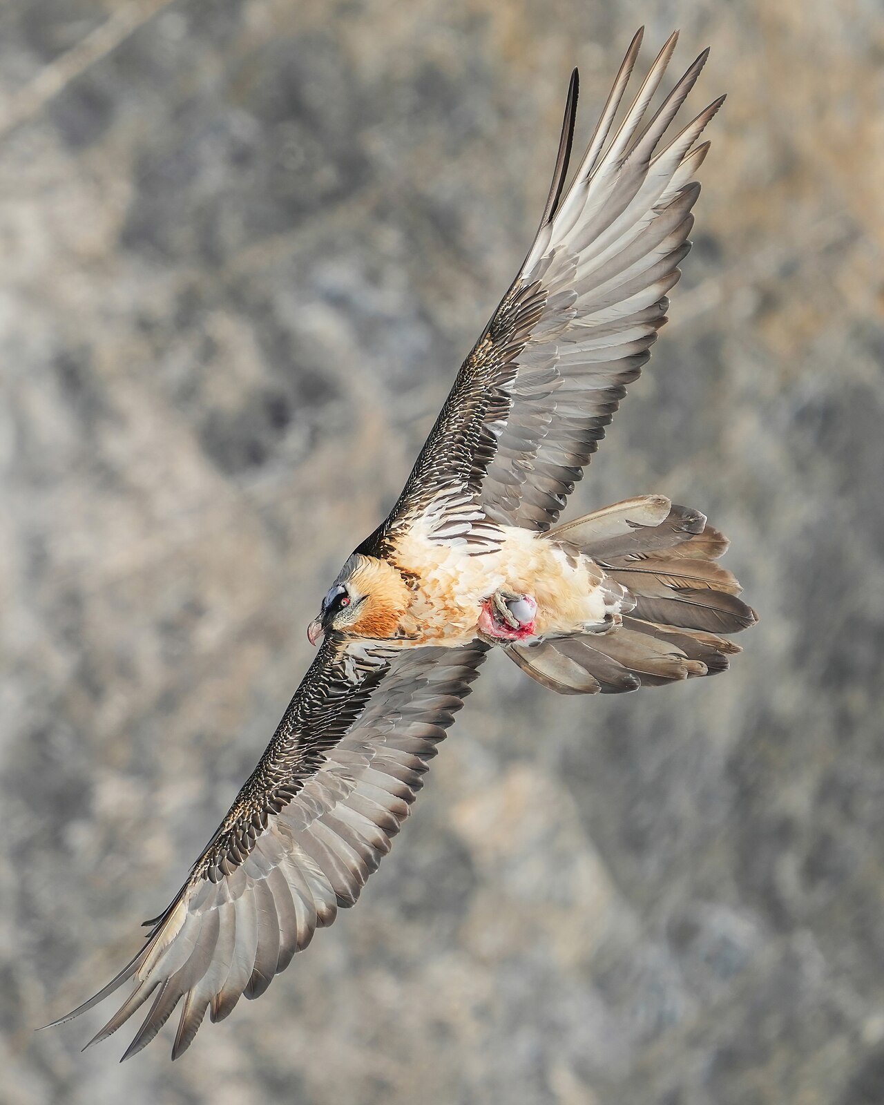 Turkey Vulture or Hawk? Reading the Flight
