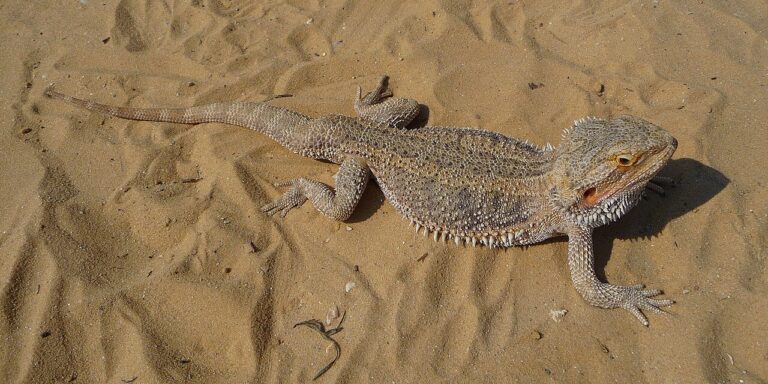 Can Bearded Dragons Eat Bananas? Safe Amounts Explained