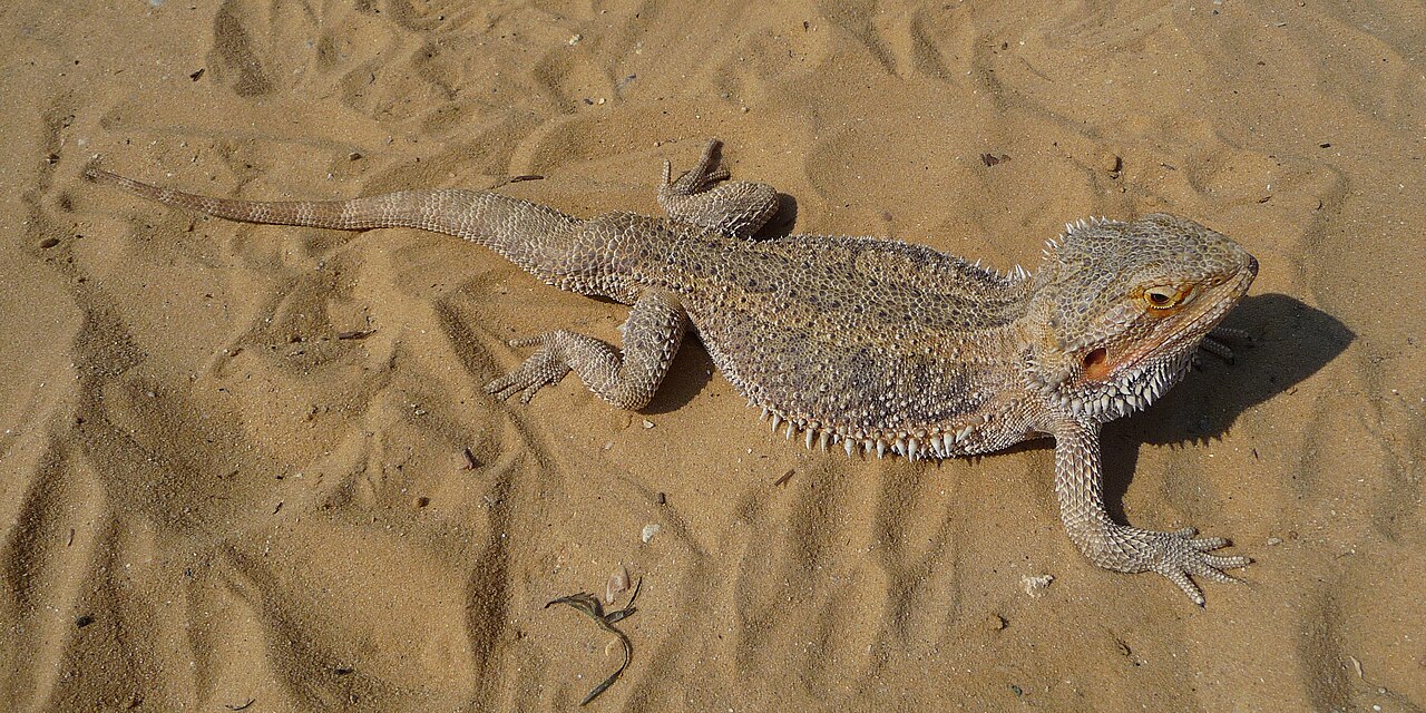 Can Bearded Dragons Eat Bananas? Safe Amounts Explained