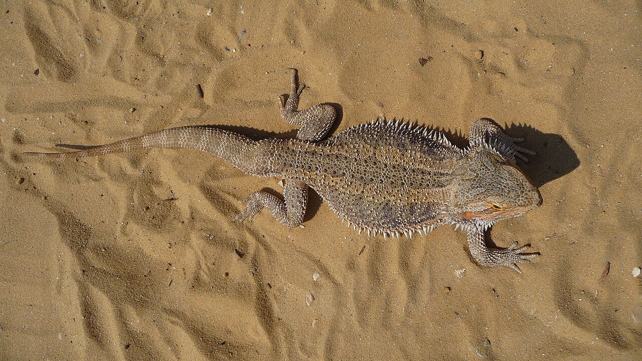 Can Bearded Dragons Eat Grapes? Safe Amounts and Risks