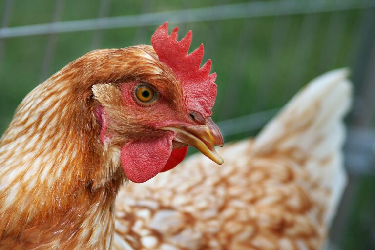 Can Chickens Eat Apples? Seeds, Cores, and Safe Amounts