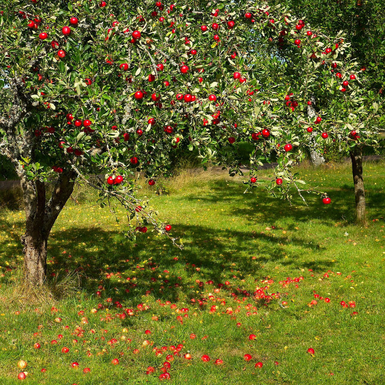 Cooked, Dried, and Processed Apples