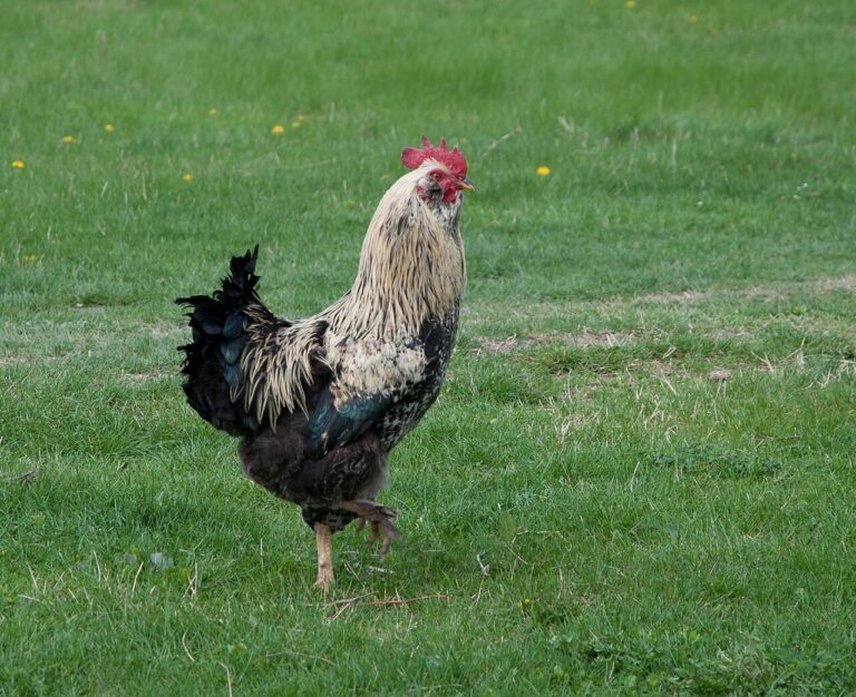 Can Chickens Eat Bread? Safe Amounts and the Mold Rule
